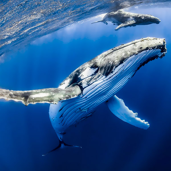 Whale swimming